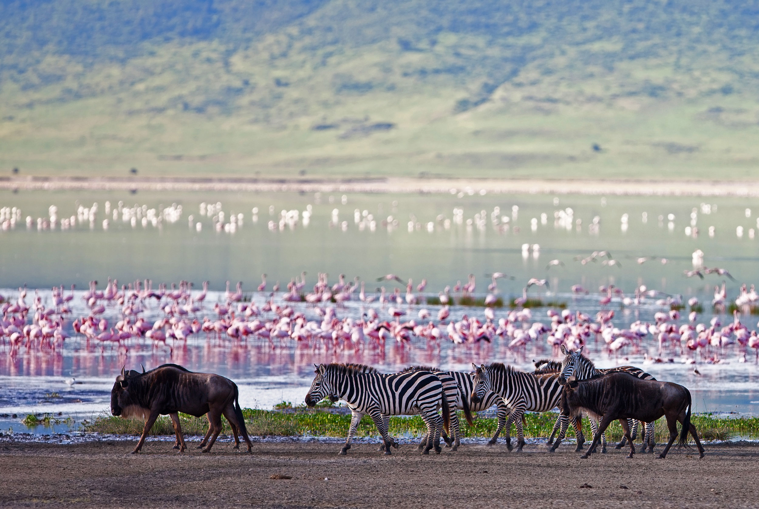 East African safari wildlife landscape with elephants and savanna