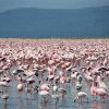 flamingos_at_Lake_Nakuru