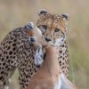 Cheetah_n_kill1