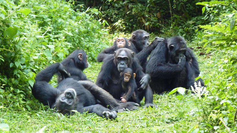 Chimpanzees-1