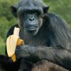 BD0267 Sitting Chimpanzee eating a banana