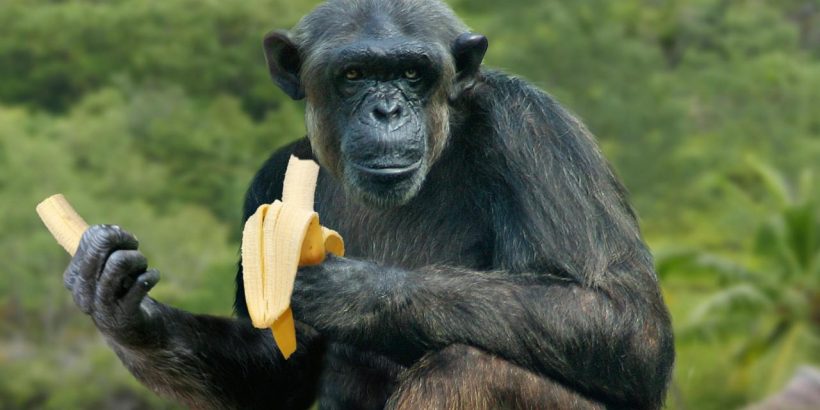 BD0267 Sitting Chimpanzee eating a banana