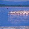 Flamingoes_Lake_Nakuru