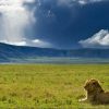 Lion-in-Ngorongoro