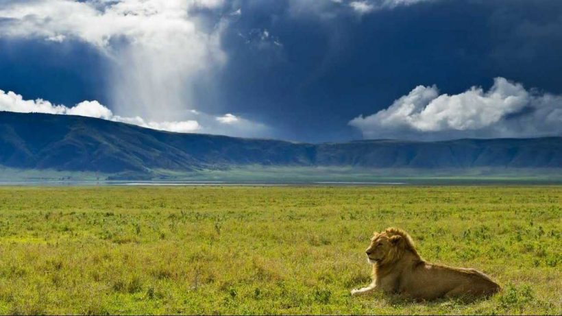 Lion-in-Ngorongoro1