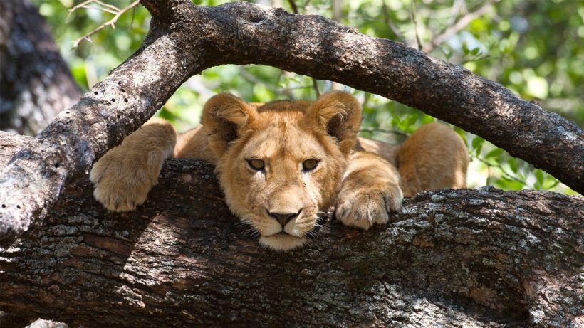 Lion-in-a-tree