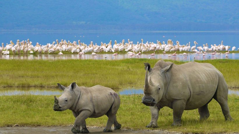 Rhino_Lake-Nakuru