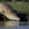 Rufiji_River_Camp_Crocodile1