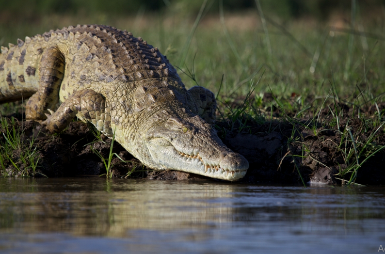 Rufiji_River_Camp_Crocodile1