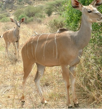 Samburu_Waterback1