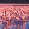 flamingos_nakuru2