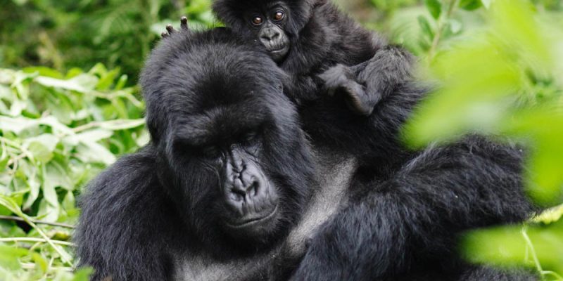 gorilla-mother-baby